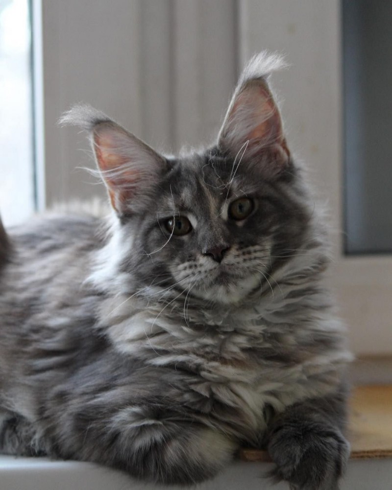 Беременный Мейн кун кошка