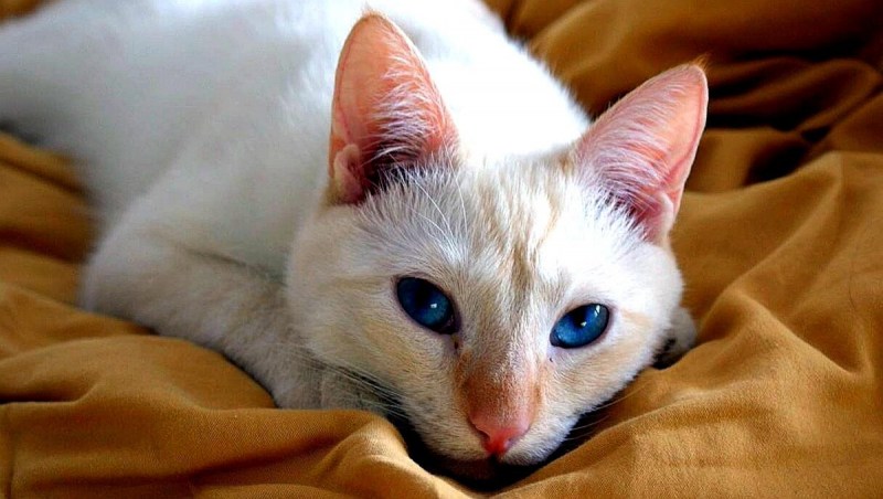 Тайский кот ред поинт