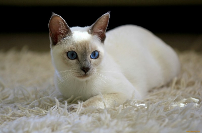 Сиамская кошка ред Пойнт