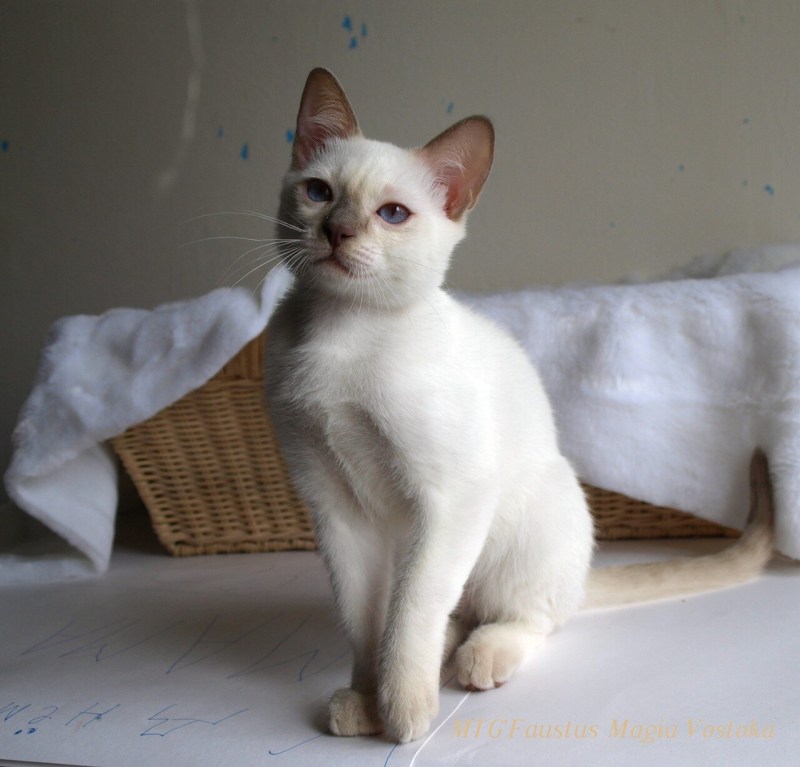 Тайские котята ред Пойнт