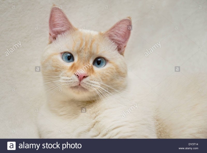 Сиамский кот ред Пойнт