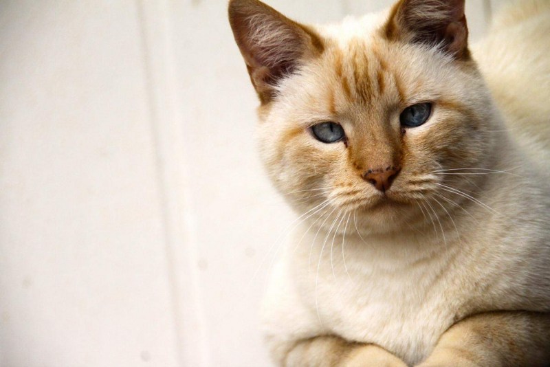 У котенка на глазу корочка