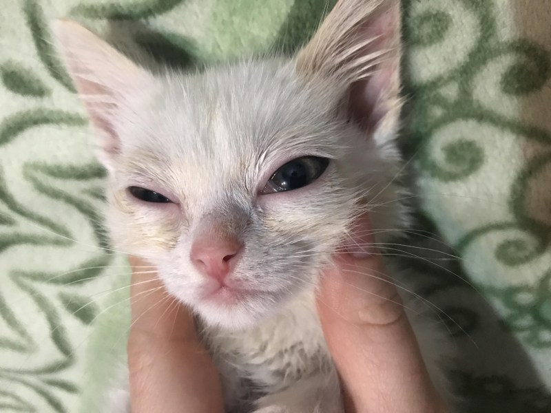 Котик протирающий глазки