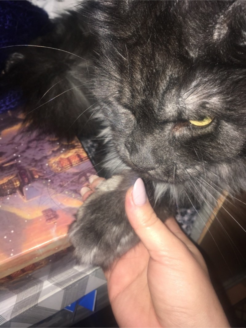 Глаза гипнозы котик