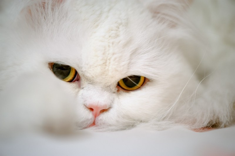 Коты с расширенными зрачками