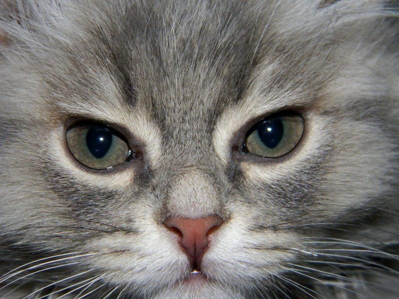 Эозинофильный кератит кошек