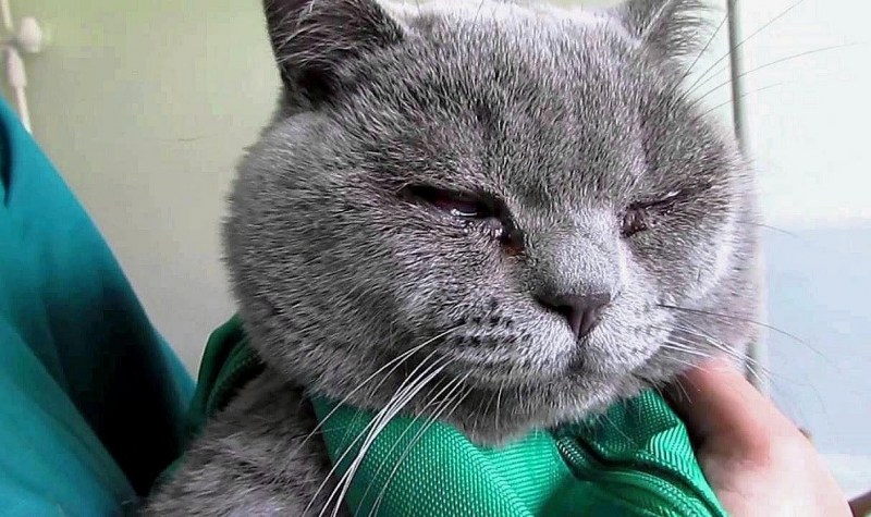 Покраснение глаз у котят
