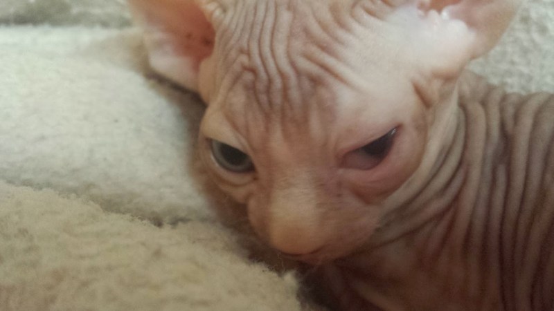 Котенок без глазных яблок