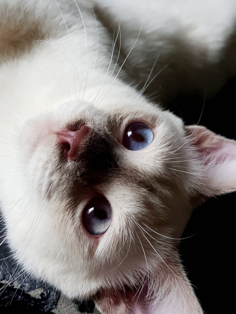 Сопливый котик