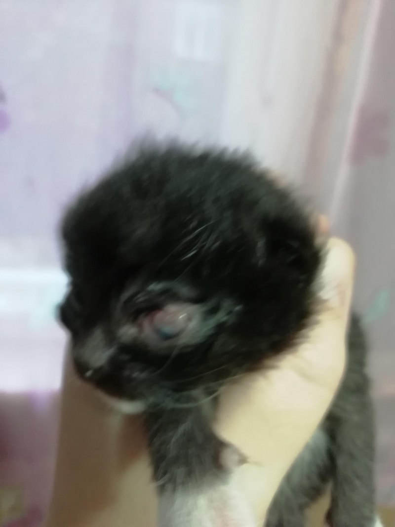 У котенка белое пятно на глазу