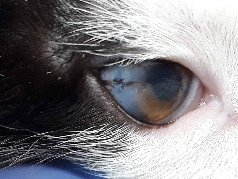 Подкинули котенка