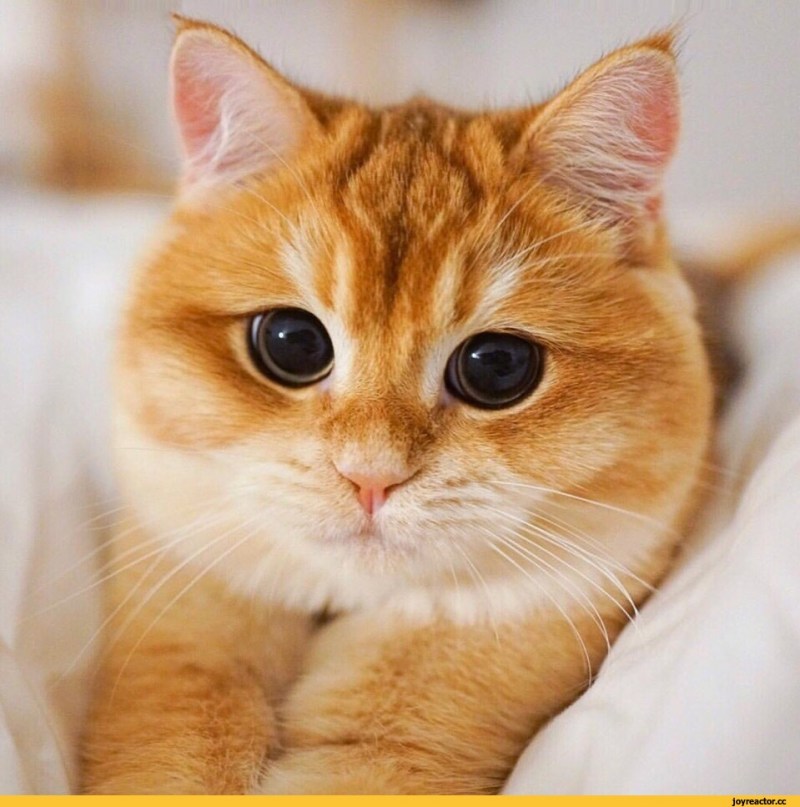 Рыжий породистый кот
