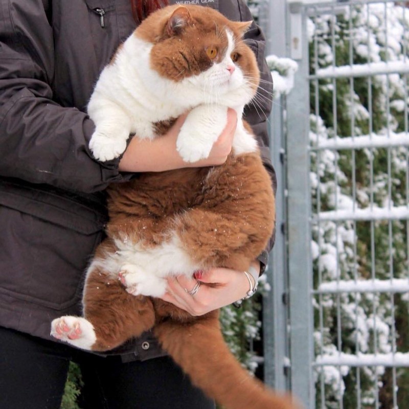 Кот Федор Михайлович щекастый
