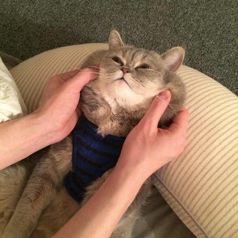 Кошачьи щеки