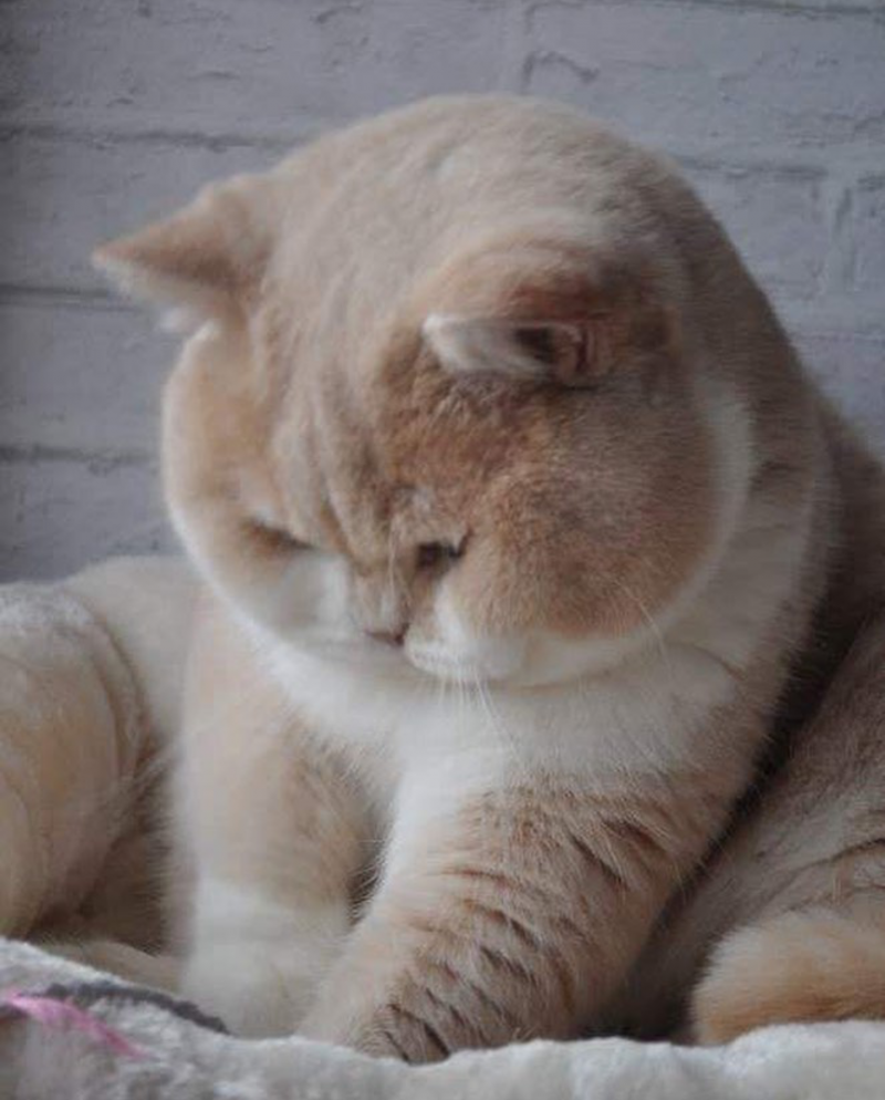 Котик с пухлыми щечками