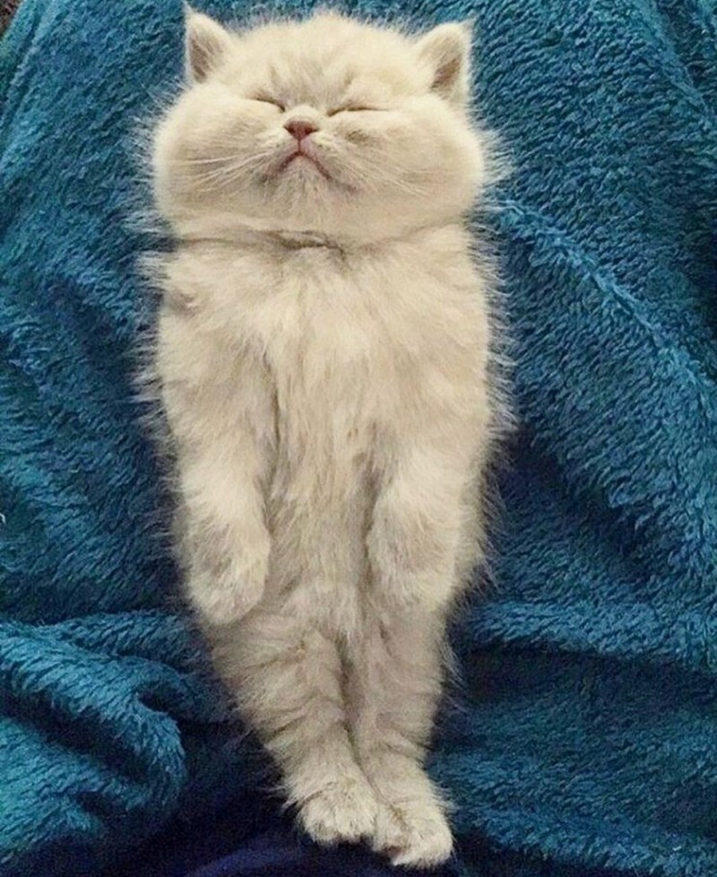 Самый щекастый кот в мире