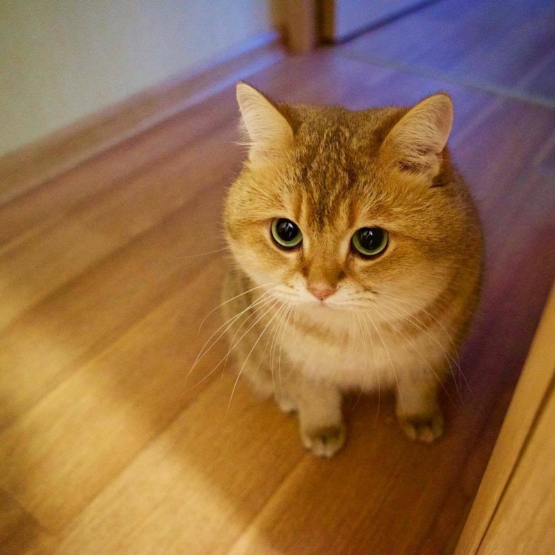Хосико кошка пушистая