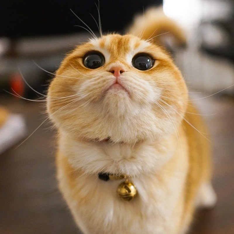 Кот с пухлыми щеками