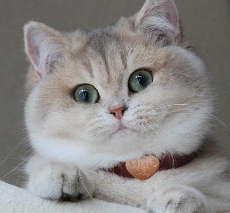 Котёнок с большими щёчками