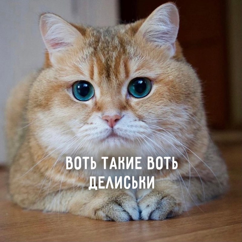 Скоттиш страйт Хосико