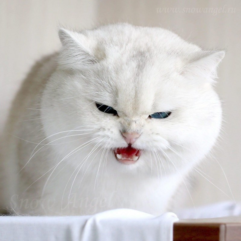 Jimmy Satoria Felis