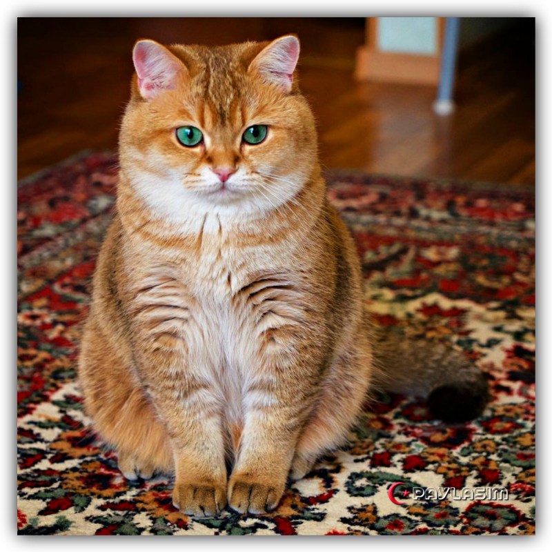 Кот с щечками