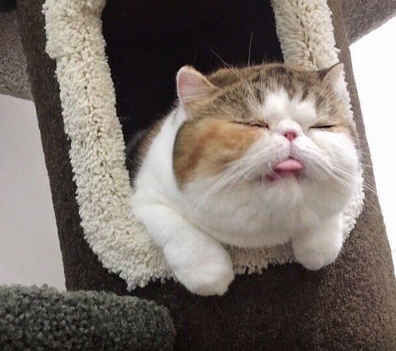 Толстый милый кот