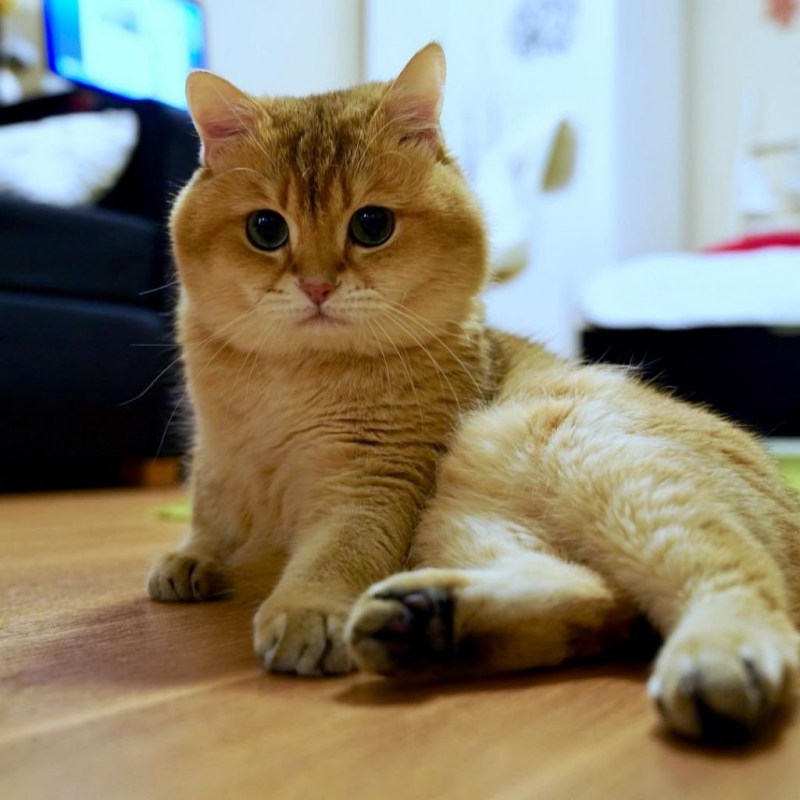 Кот Федор Михайлович щекастый