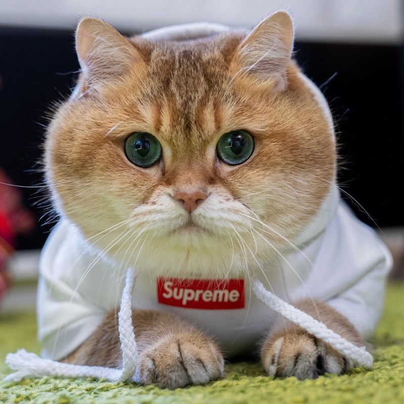 Пухлая кошка