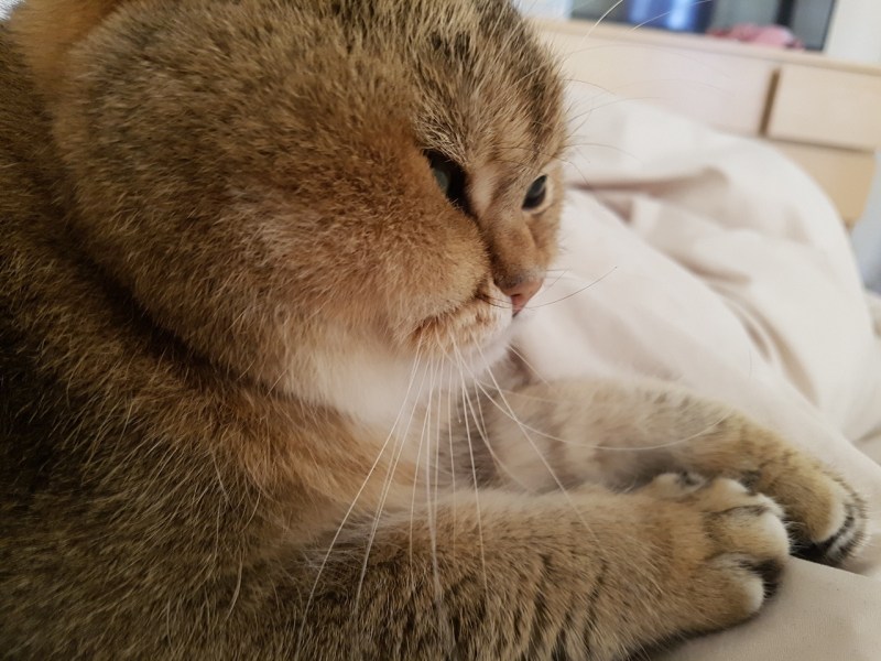 Котик с щечками
