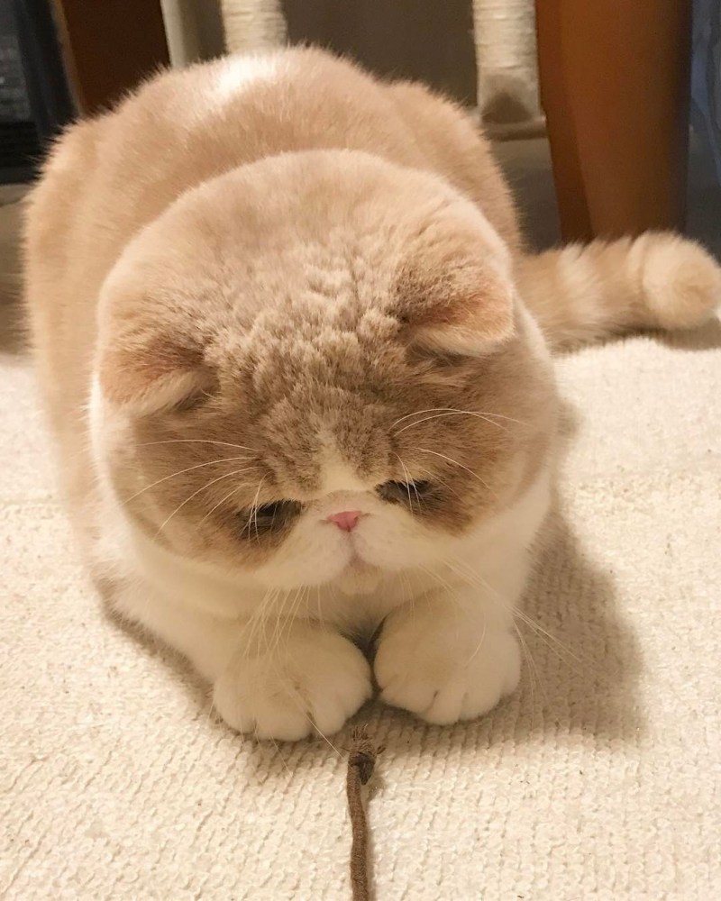 Кот Федор Михайлович щекастый