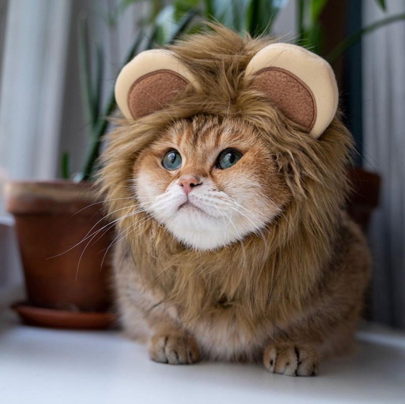 Хосико кот
