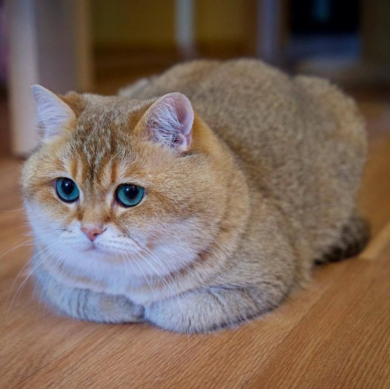 Шотландская короткошерстная Золотая шиншилла