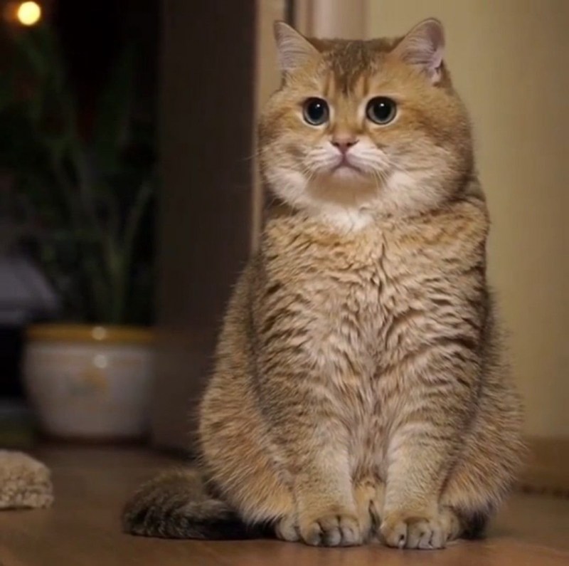 Толстый кот