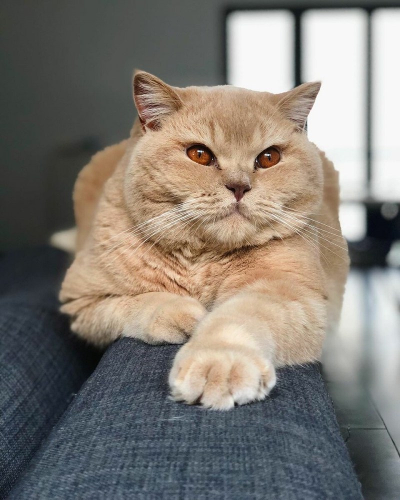 Надменный кот