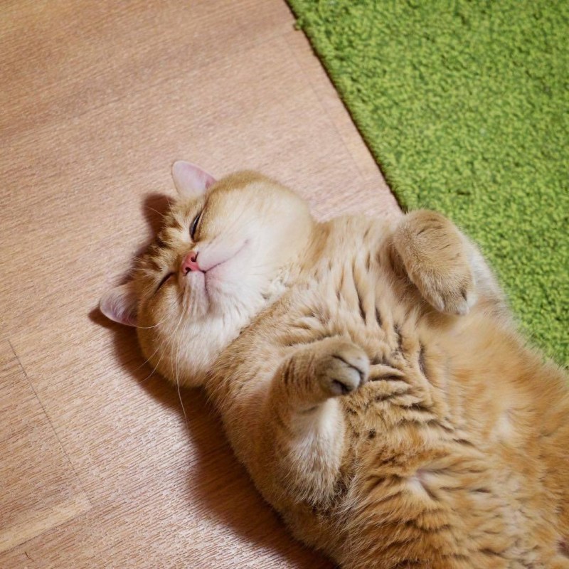Толстые коты милые