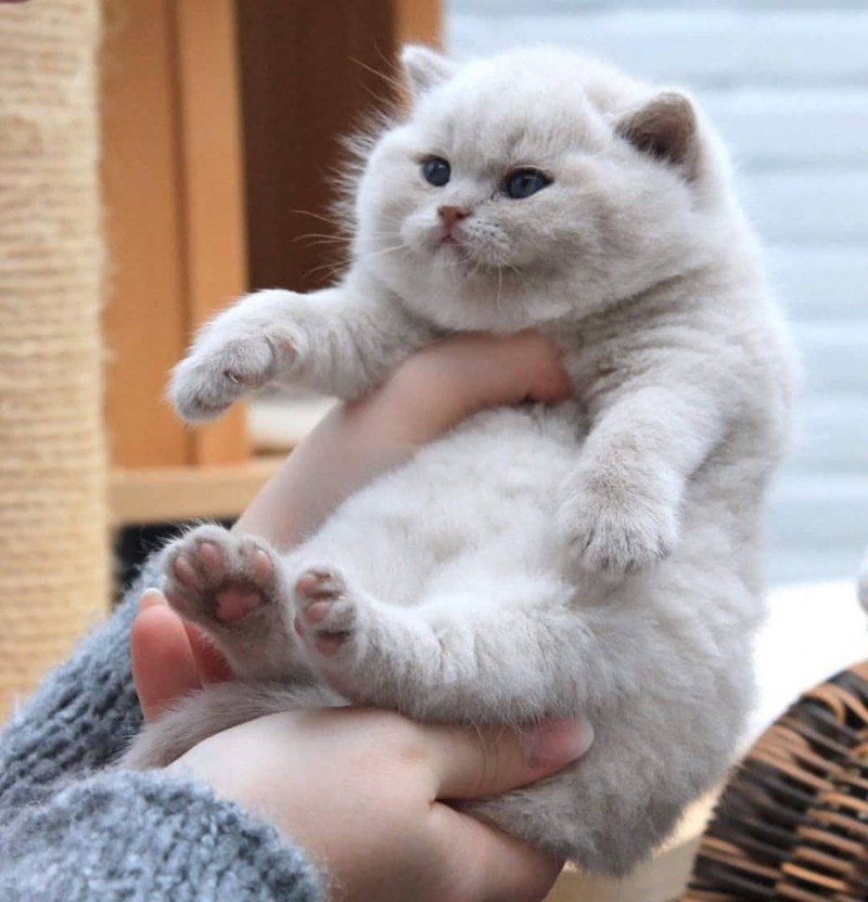 Толстенькие котятки