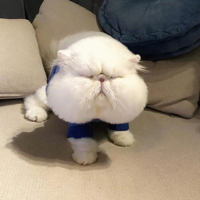 Коты с большими щечками