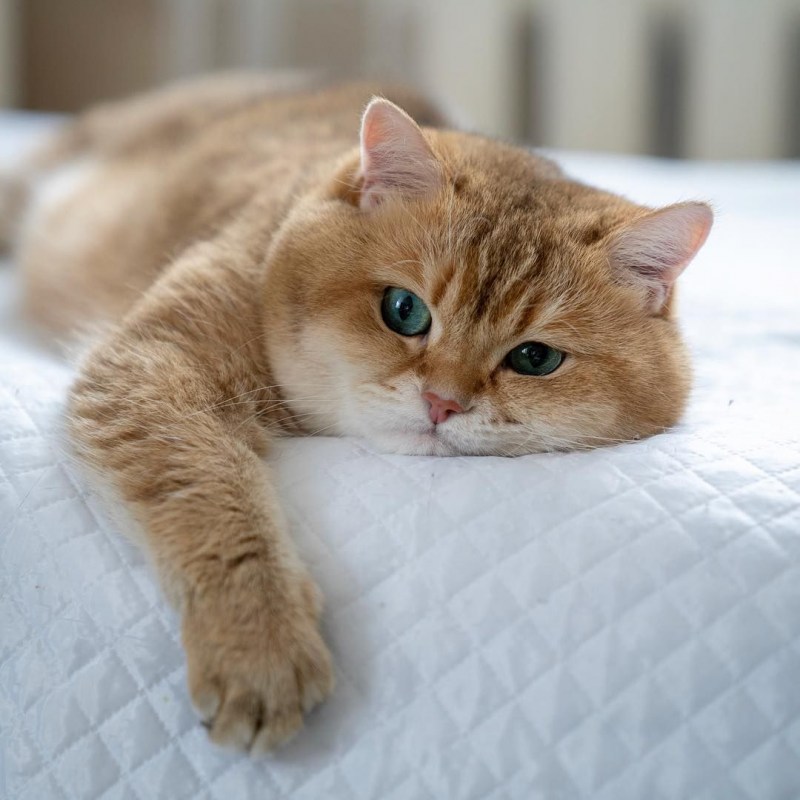 Кошка с круглыми щеками