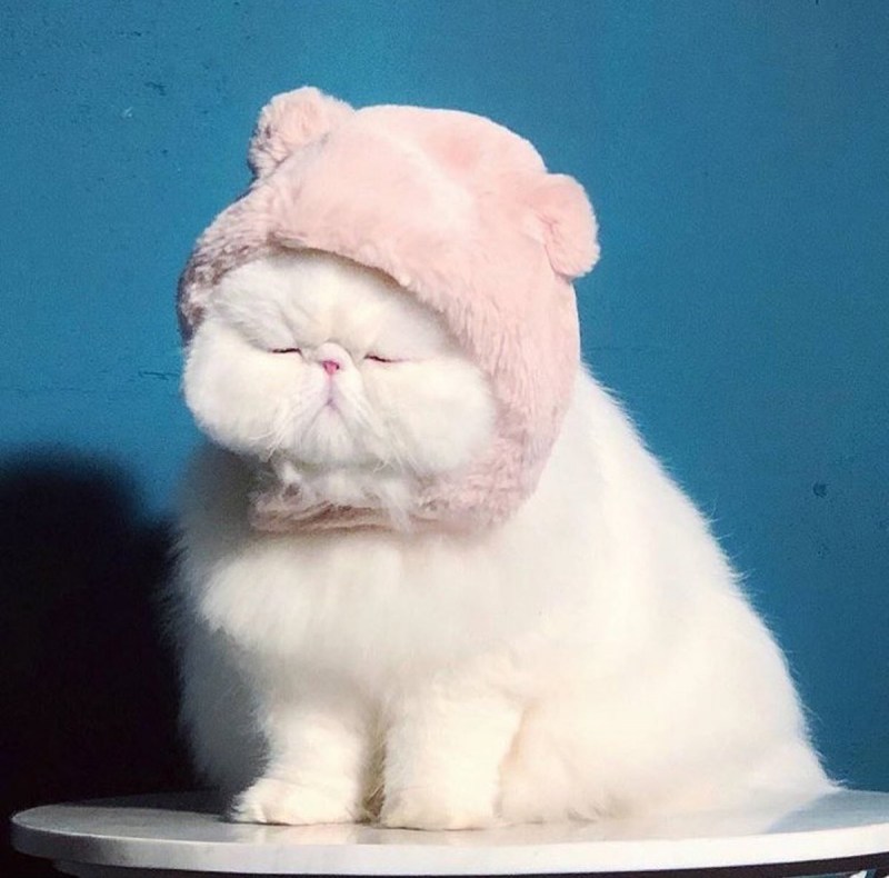 Котик с щечками