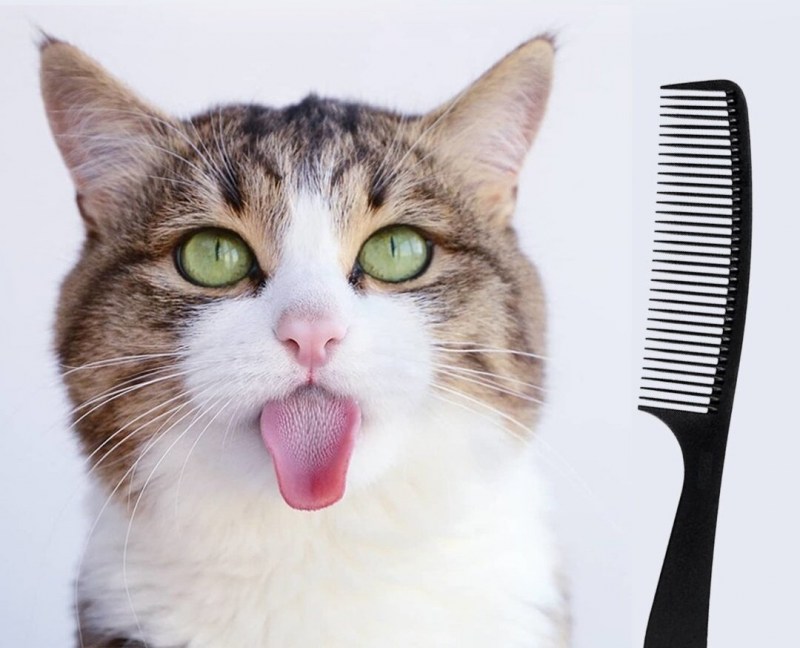 Котя с вынусамым языком
