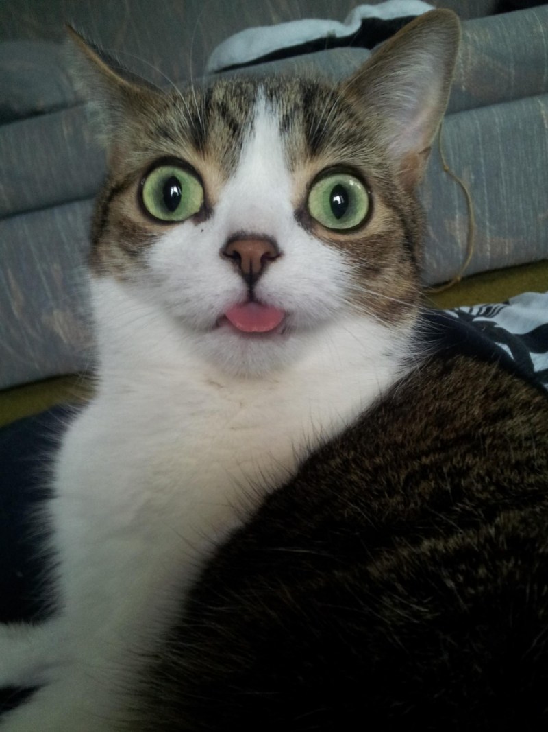 Смешные коты