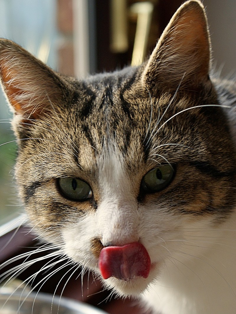 Морда кота