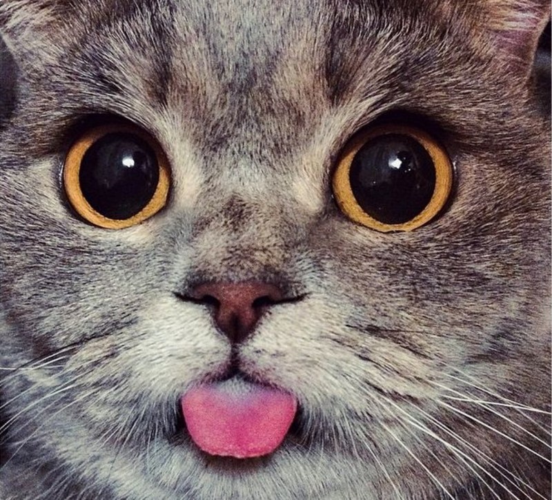 Котенок с высунутым языком