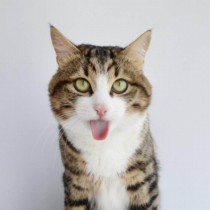 Коты с высунутым языком