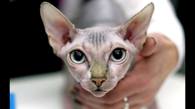 Кот сфинкс