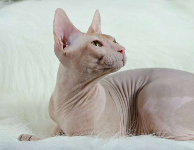 Донской сфинкс кошка