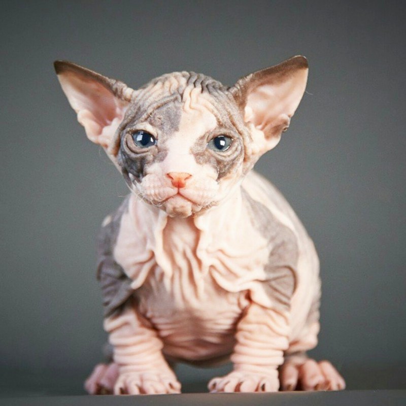Сфинкс кошка котенок