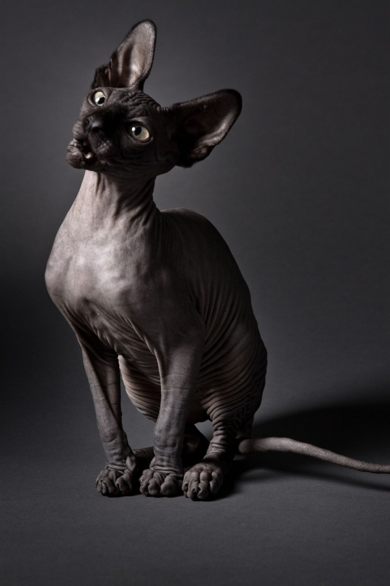 Кот сфинкс