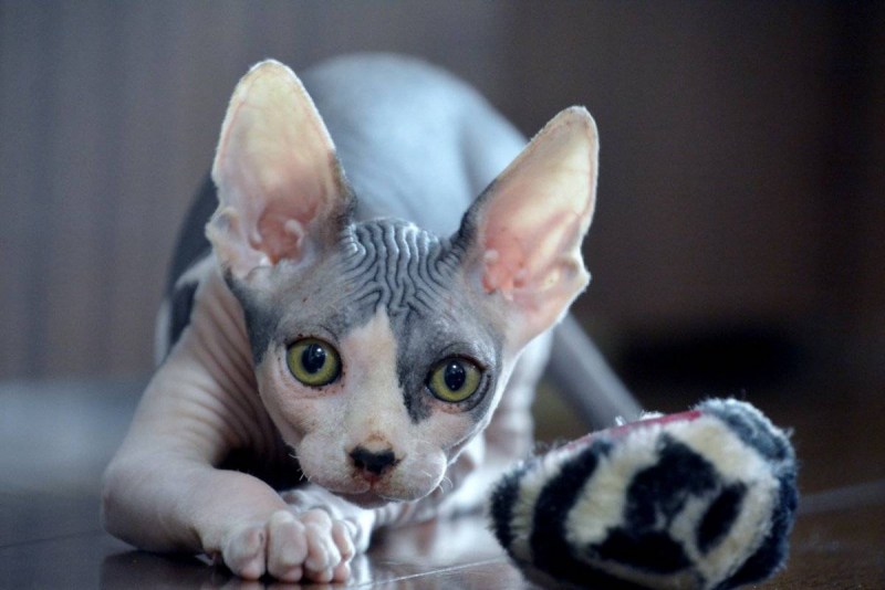 Кот сфинкс